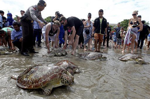 Indonesia sea turtle